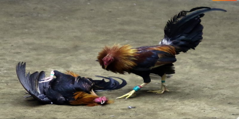 Đá gà Hướng dẫn cách chơi Đá gà Net88